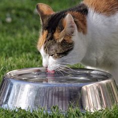 a calico cat drinking water out of a metal bowl on the green grass outside