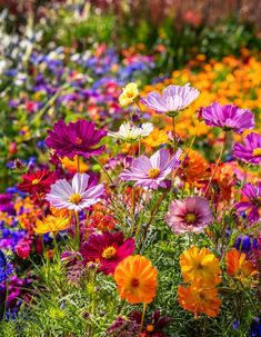 A bright garden filled with cosmos flowers in shades of pink, orange, and red, surrounded by colorful wildflowers, perfect for cutting and displaying in bouquets.