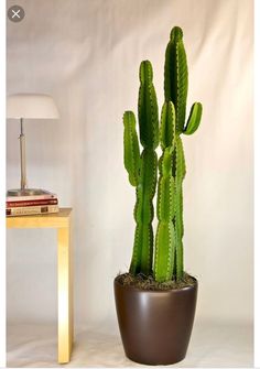 a green cactus in a brown pot next to a white table with a lamp on it