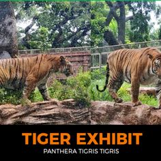 two pictures of tigers walking around in their zoo habitat with the caption tiger exhibit