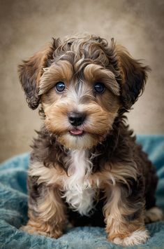 A cute schnoodle puppy with curly brown and white fur, sitting on a blue blanket.