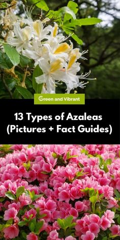 pink and white flowers with the title 13 types of azaleas pictures + fact guides
