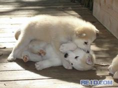 two puppies are playing with each other on the floor in front of a wooden fence