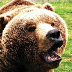 a large brown bear standing on top of a lush green field