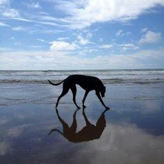 a dog is walking on the beach with its reflection in the wet sand and water