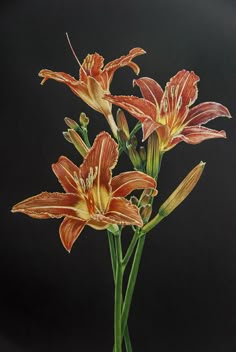 two orange flowers in a vase on a black background