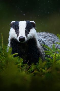 a badger standing in the middle of some grass and bushes with rain falling down on it