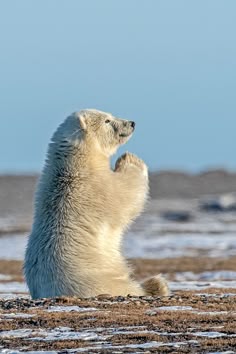 a polar bear is sitting on its hind legs in the snow and looking up at the sky