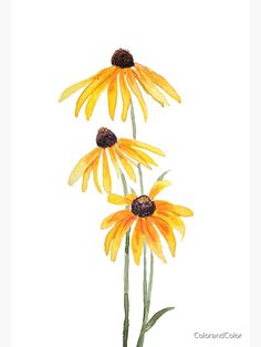three yellow flowers are shown in this watercolor painting