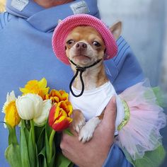 a small dog wearing a pink hat and holding a bouquet of tulips in it's arms
