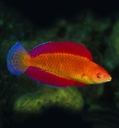 an orange and blue fish swimming in the water