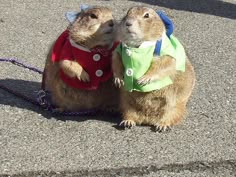 two groundhogs dressed in clothes sitting next to each other on the street,