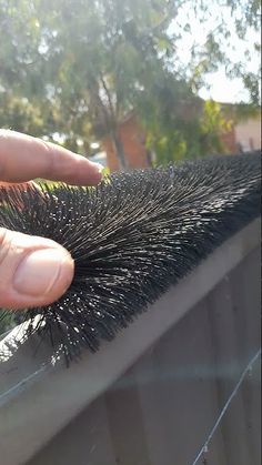 a hand is holding an animal's tail on the roof of a car with trees in the background