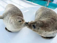 two gray seals are kissing each other on the snow