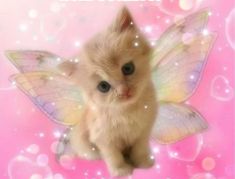 a small kitten sitting on top of a pink background with a butterfly wings around it