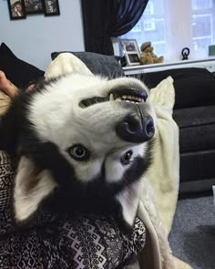 a husky dog with big blue eyes laying on someone's lap in a living room