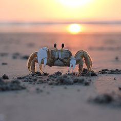 a small crab on the beach at sunset
