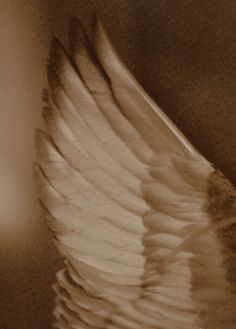 the wing of an angel is shown in sepia