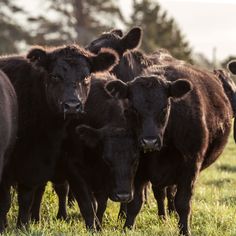 a herd of cattle standing on top of a grass covered field with trees in the background
