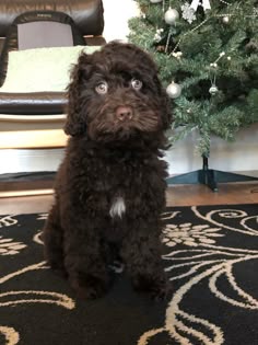 Cute Chocolate Brown Cockapoo Puppy By Christmas Tree
