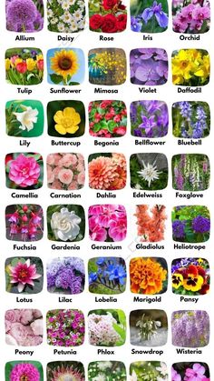 many different types of flowers are shown in this image, with the names below them