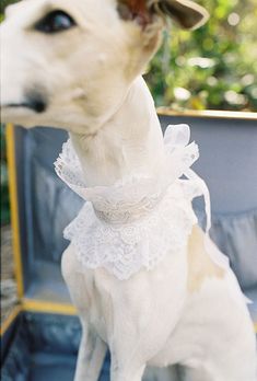 the dog is wearing a white dress with lace on it's neck and collar