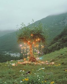 a tree with lights hanging from it's branches in the middle of a field