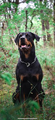 a black and brown dog sitting on top of a lush green forest filled with trees