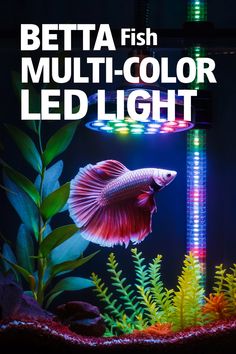 betta fish multi - color led light in an aquarium with plants and algaes