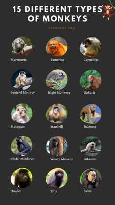 Types of Monkeys
