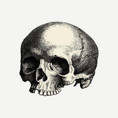 a black and white drawing of a human skull