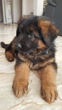 a brown and black puppy laying on the floor