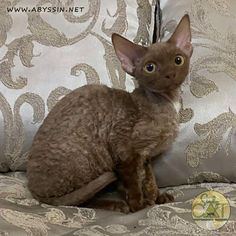 a brown cat sitting on top of a bed next to pillows