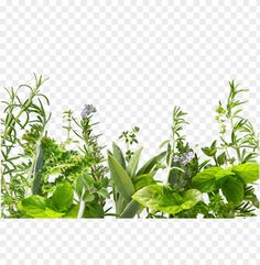 an assortment of green plants on a white background, with no image in the top right corner