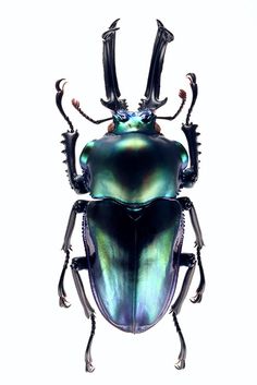a large beetle with long legs and horns on it's back, against a white background