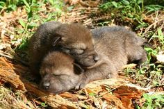 two puppies are sleeping in the grass