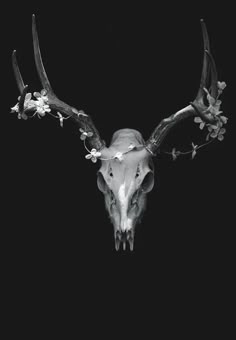 an animal skull with large horns and flowers on it's antlers, against a black background