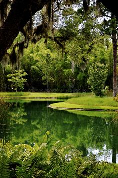 a pond surrounded by lush green trees with moss hanging from the branches royalty images and clippings