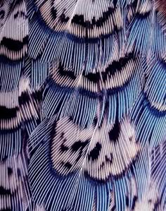 close up view of feathers in blue and white