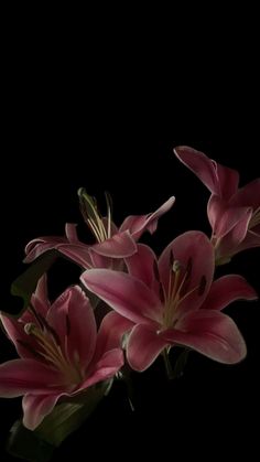 some pink flowers are on a black background