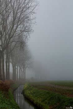 a stream running through a lush green field next to tall leafless trees on a foggy day