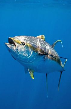 a big fish that is swimming in the blue water with it's mouth open