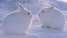 two snow bunnies sitting in the snow looking at each other's eyes and ears