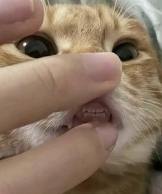 a person petting a cat's face with its mouth open and eyes wide open
