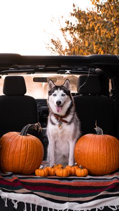 a husky dog sitting in the back of a truck with pumpkins