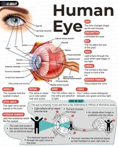 the human eye and its functions
