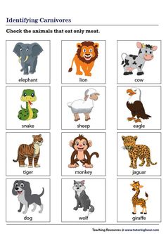 the animals that can be found in this worksheet are labeled with their names