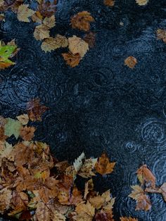 leaves floating on the water with rain drops