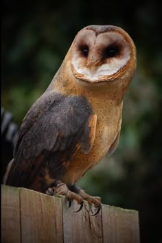 an owl sitting on top of a wooden fence