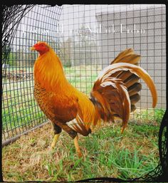 a rooster standing in the grass near a fence